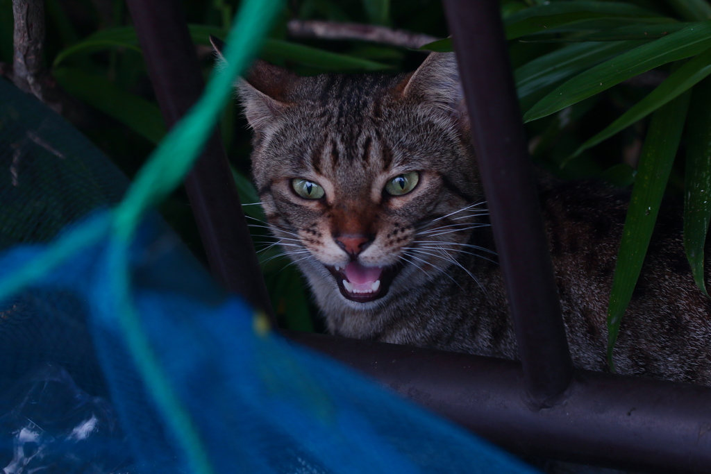 「シャァァ～アッ！！」の権化