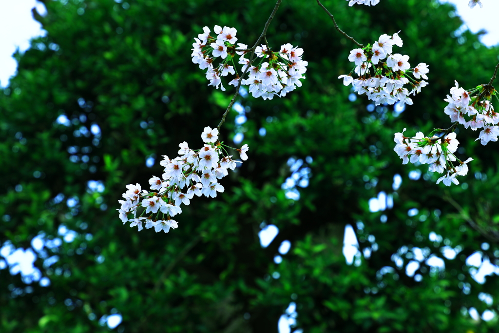 桜の表情
