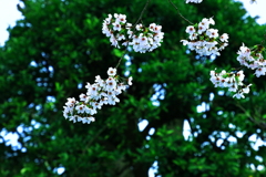 桜の表情