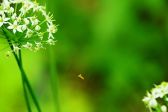 花から　花へ