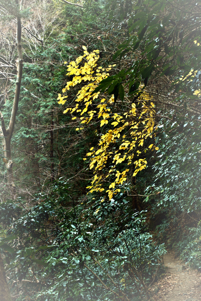 高尾山自然研究路3号　深緑と黄葉