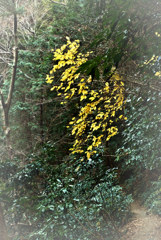 高尾山自然研究路3号　深緑と黄葉