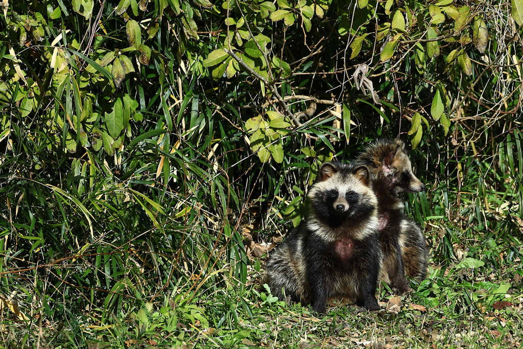 タヌキはイヌ科なのだ！