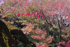 ちゃっかり着生したものの