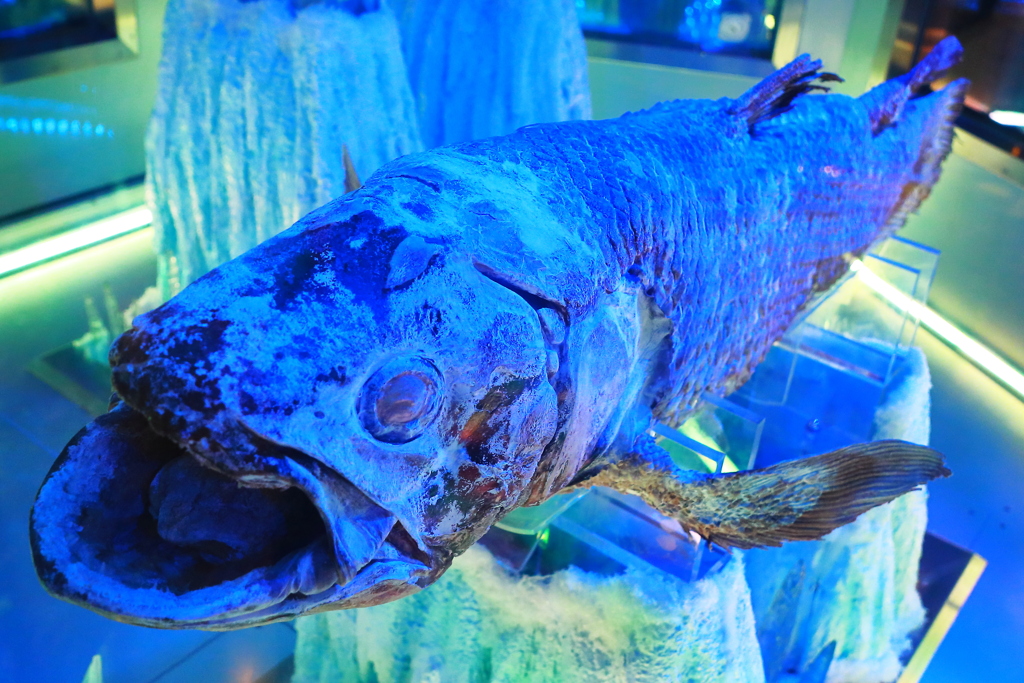 沼津港深海水族館