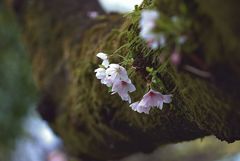 胴吹き　　老木の悲鳴