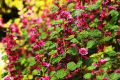 モノマニアなお花畑　