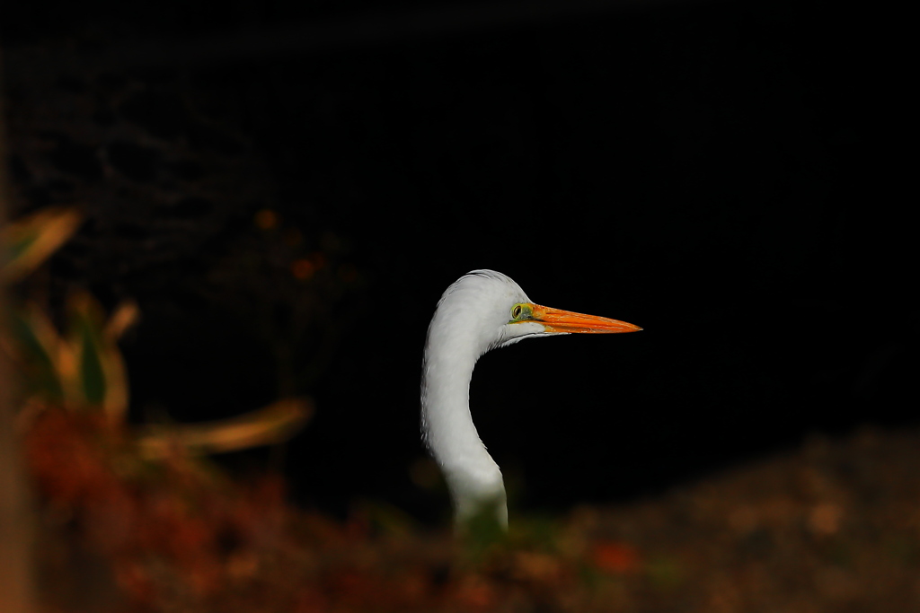 鳥の視野は３００度⁉