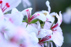 親はなくとも子は育つ