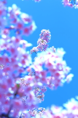 私の「平成最後の桜」は河津桜から始まった　㈢