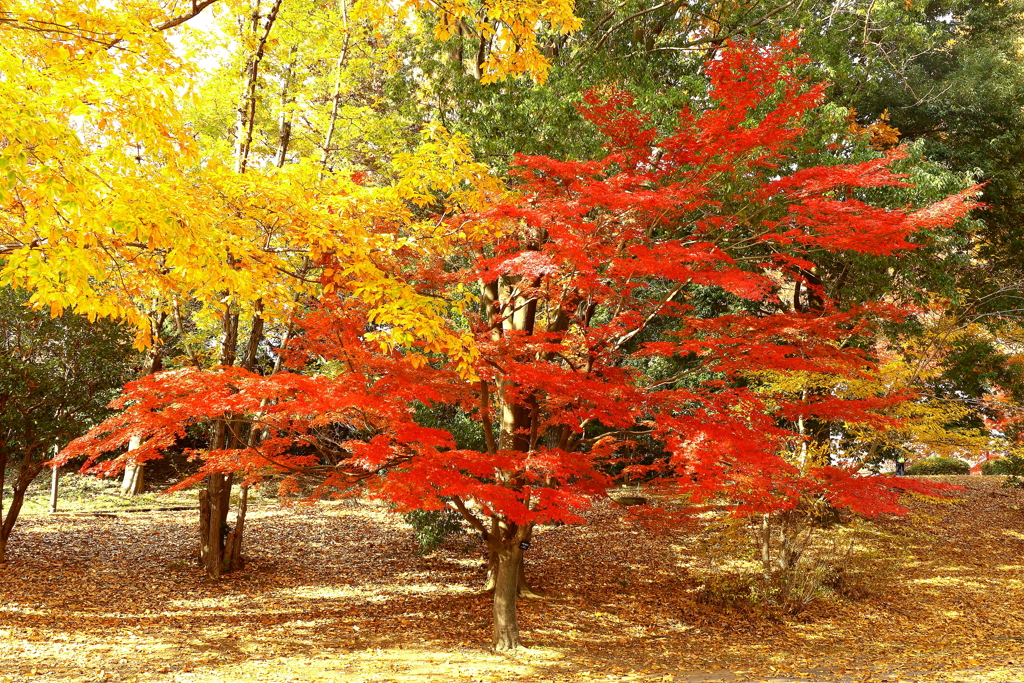 夢見ごこち　枝ぶり