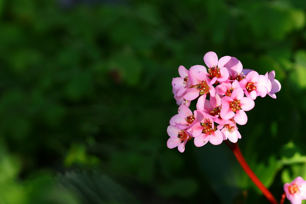 花芯は濃密