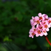 花芯は濃密