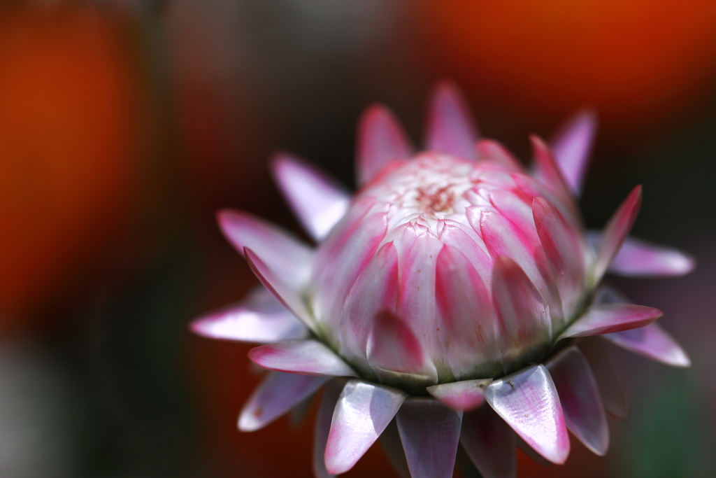 Ｍｙ　Ｆｅｒｂｅｒｉｔｅ　Ｆｌｏｗｅｒ