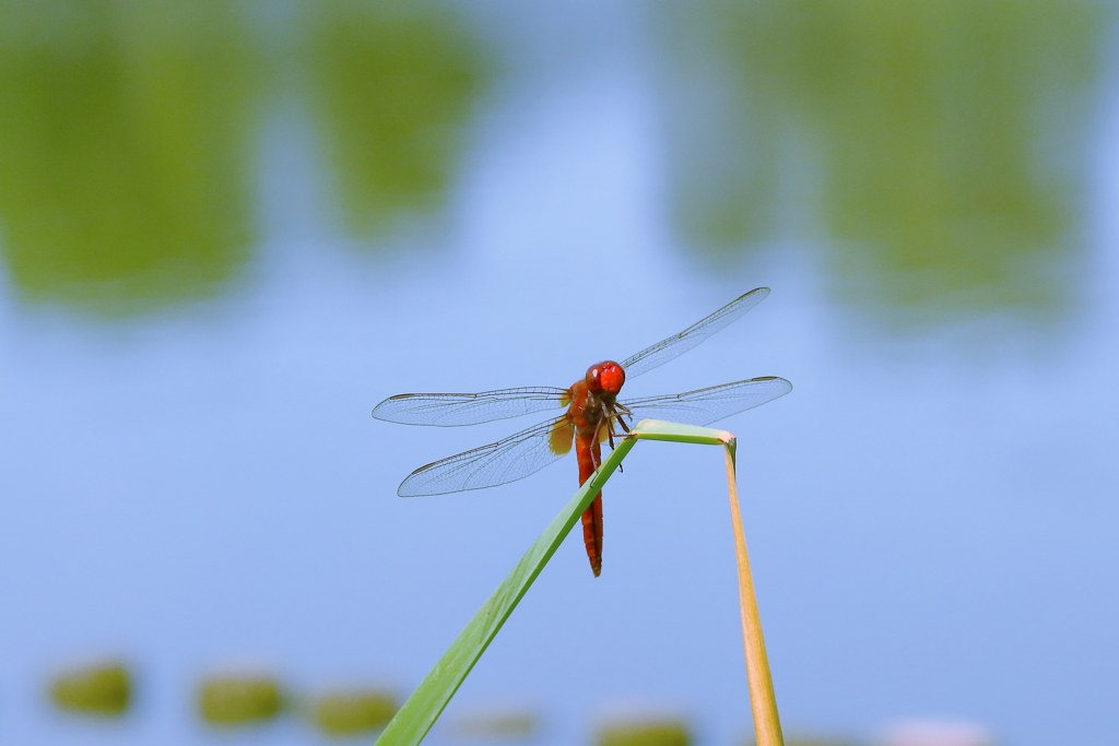 「猩猩」を冠する生物は多い