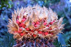 おどろおどろしい　ギャー