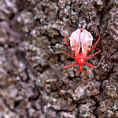 警戒色　　【昆虫：閲覧注意】