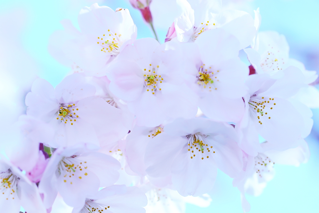 蕊（しべ）たち