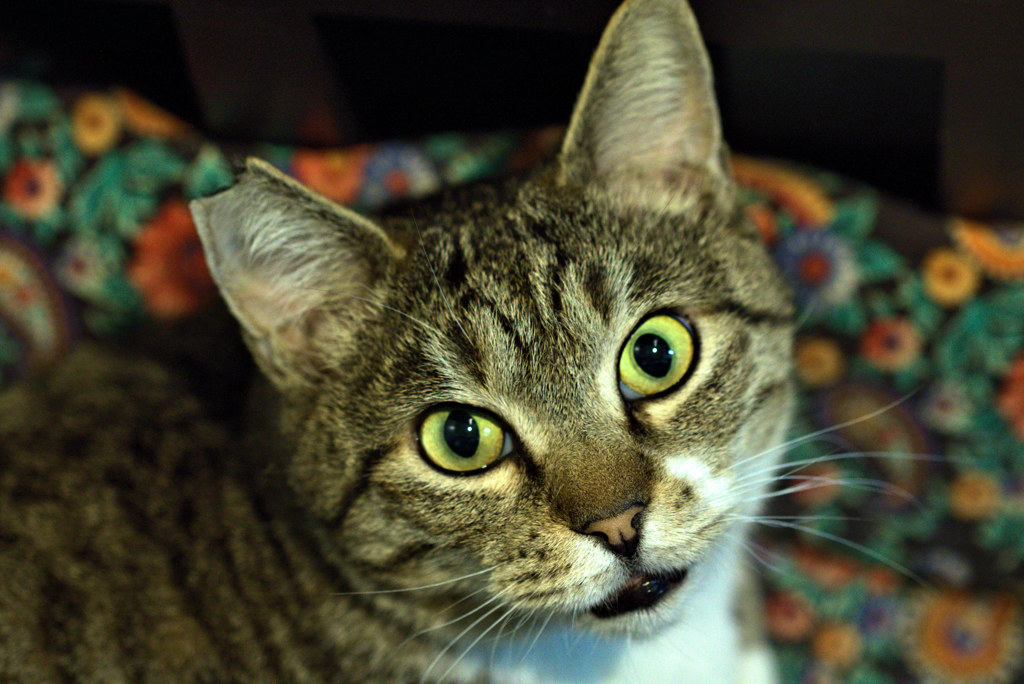 そんなに見つめないで