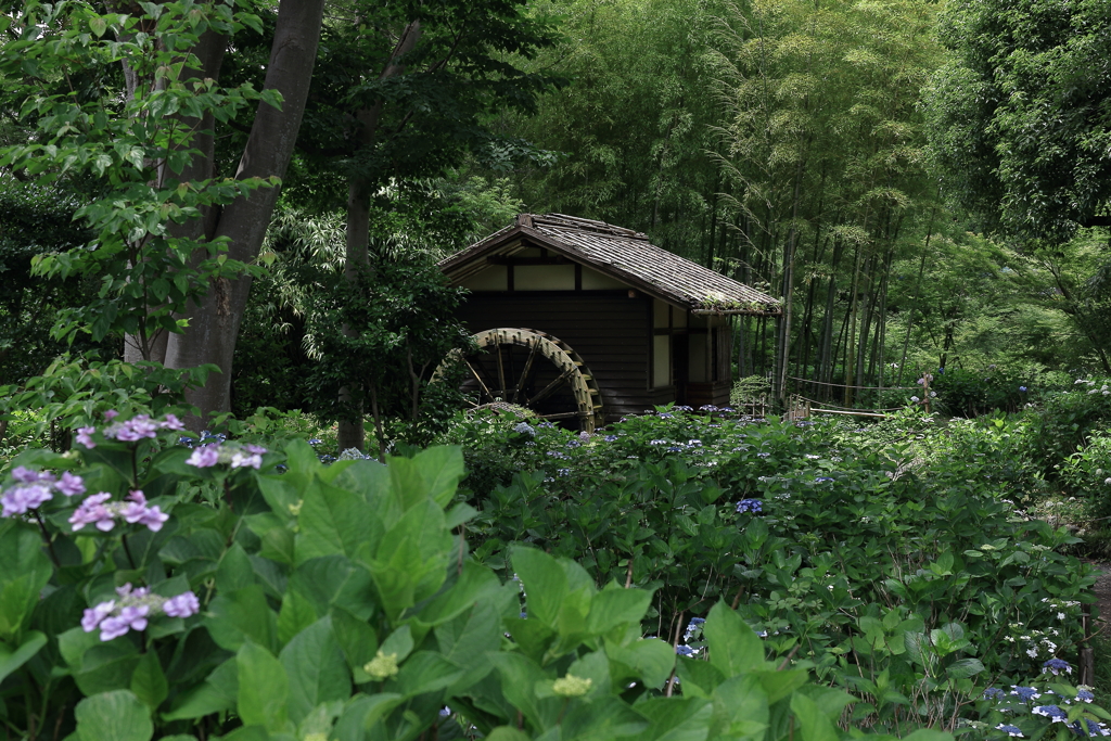 郷土の森