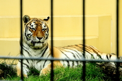 タイガーマスク