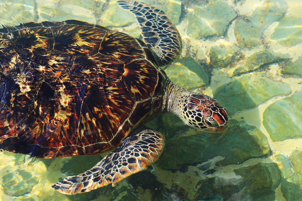 シュノーケリングでウミガメに出合えなかった人はこちらで