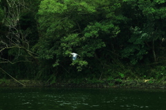 四万十川Ｎａｔｕｒｅ　Ｓｔｏｒｙ　予期せぬ出来事