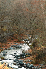 遅きに失する　　紅葉