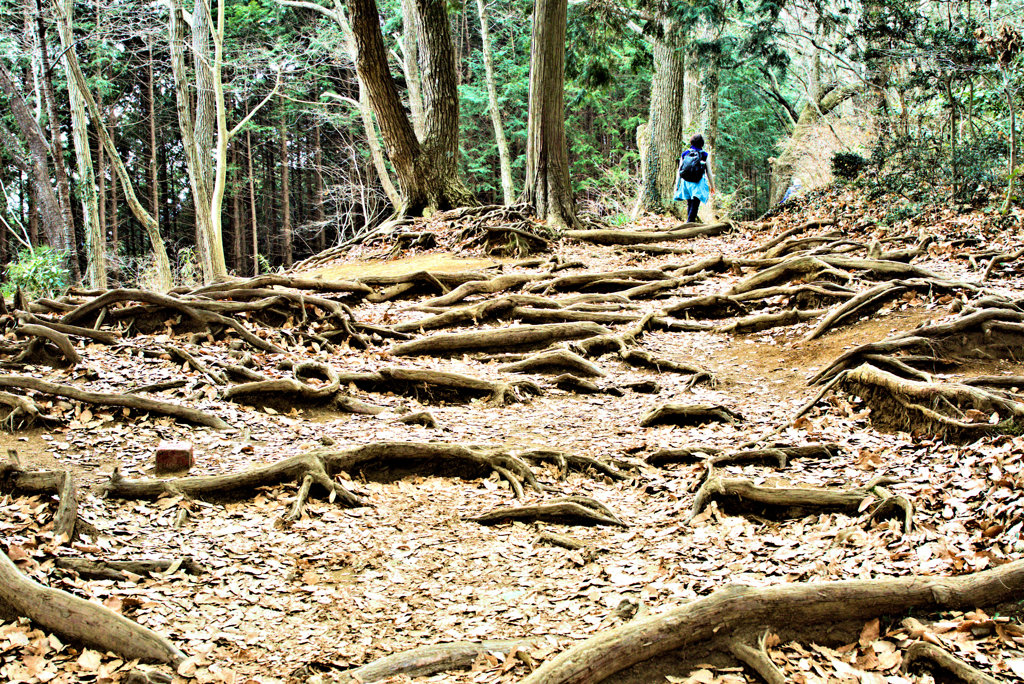 根の叫び　２/３