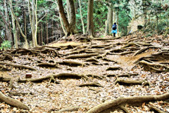 根の叫び　２/３