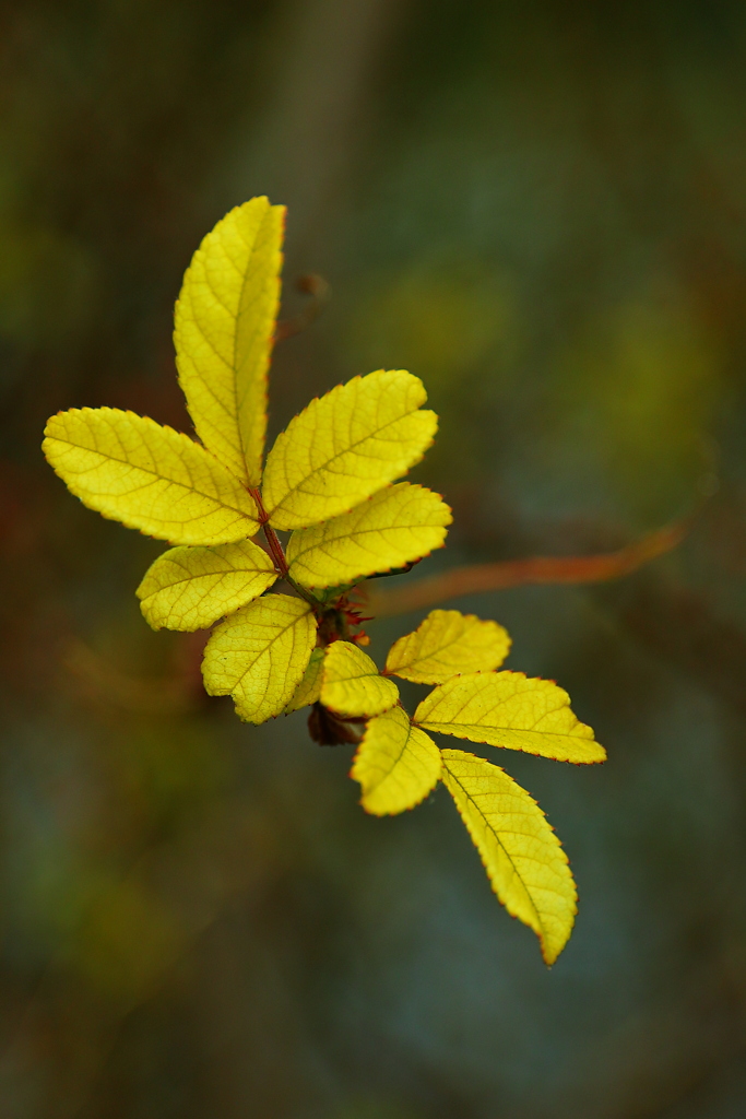 冬の枯れ野　君（黄み）にときめく