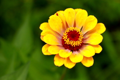 Zinnia