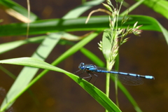 リイトトンボ　２