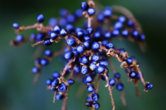 天然　の　ブローチ