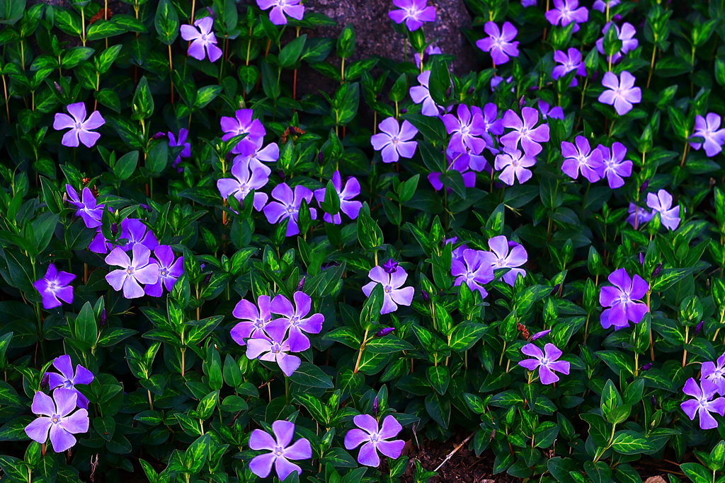 緑色と薄紫色の親和性