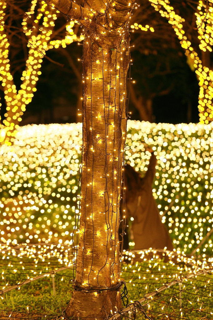 キラめく恋の季節