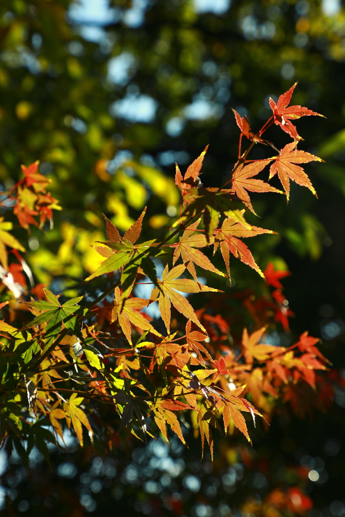 紅葉の手ほどき