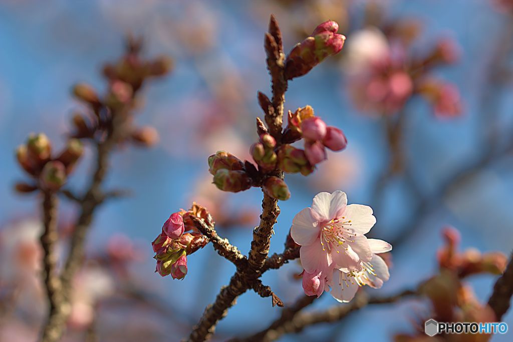 梅は咲いたか、桜はまだかいな！