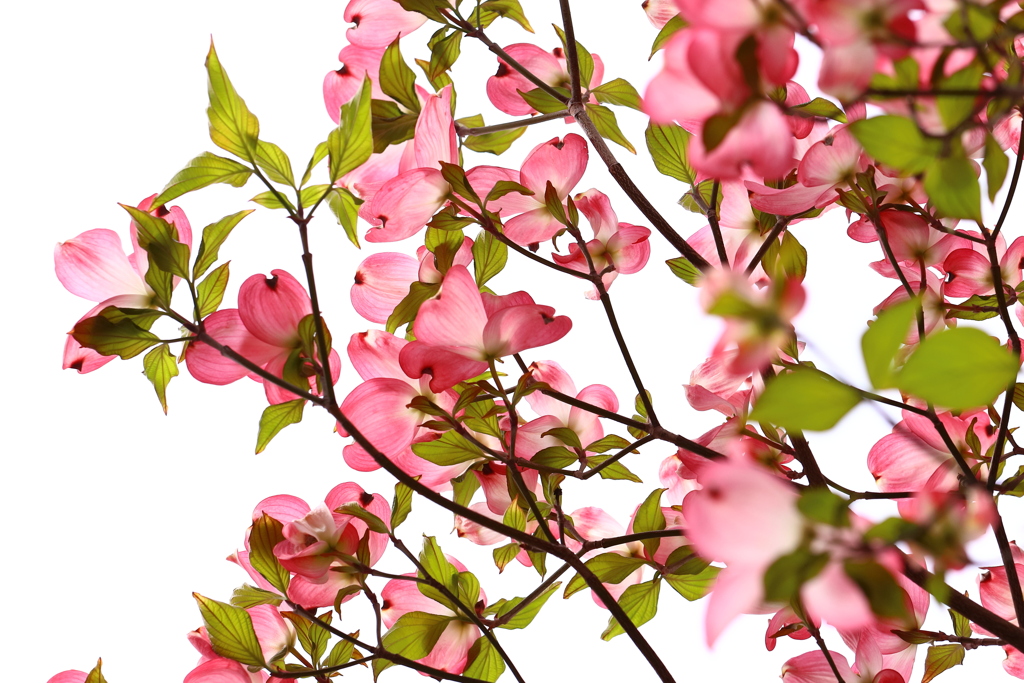 花鳥風月　　「花」