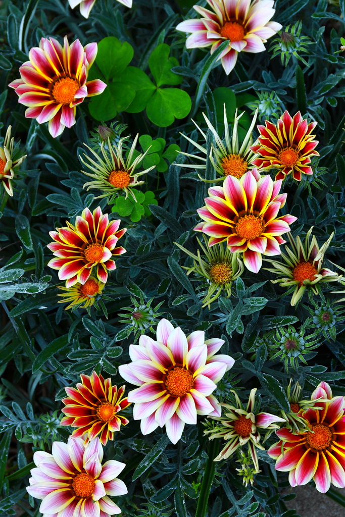 Gazania