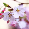 旗桜（はたざくら）を見つけました