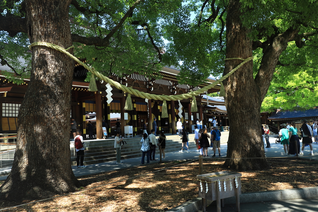 夫婦楠（めおとくす）