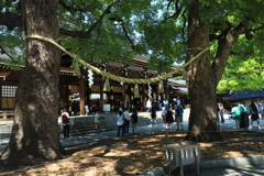 夫婦楠（めおとくす）
