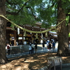 夫婦楠（めおとくす）
