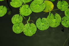 雨　あ　が　る