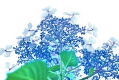 紫陽花狂詩曲