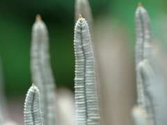 蘇鉄　葉の新生児　葉表