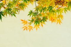 紅葉三昧　　愛らしい未熟