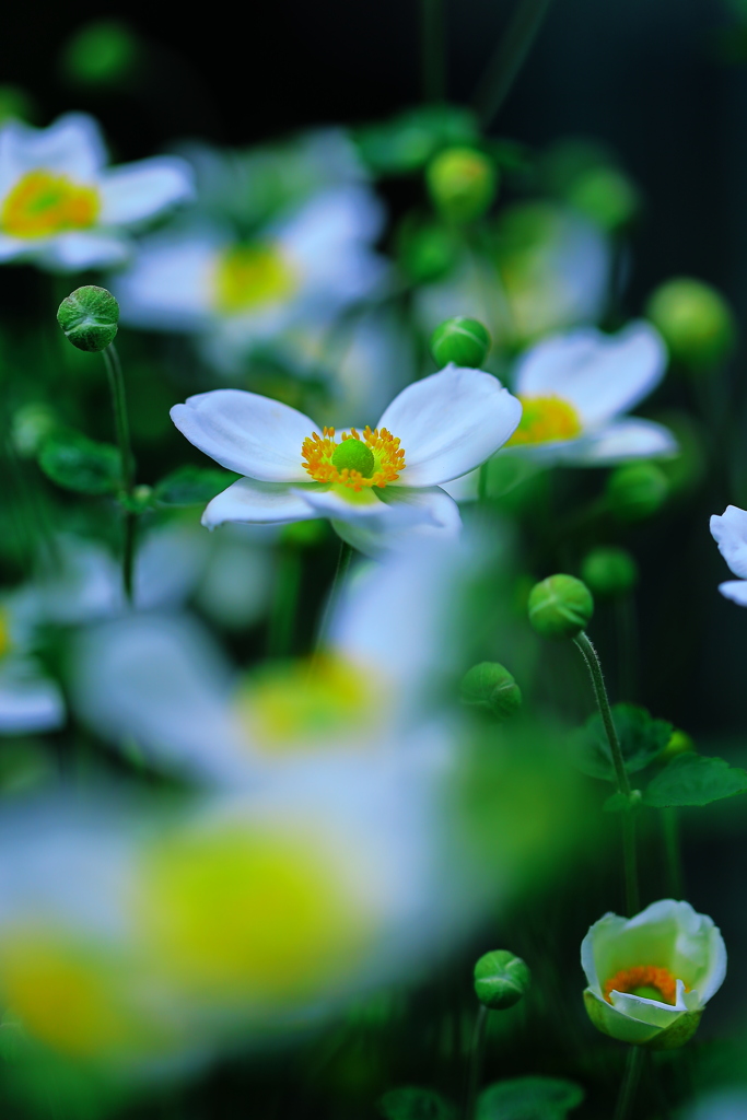 秋に咲いて明るく彩る菊の花