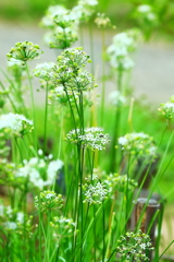 ニラの花咲く畑道